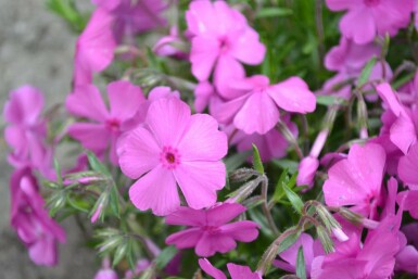 Phlox subulata 'Mac Daniel's Cushion' Mossflox 5-10 i kruka P9