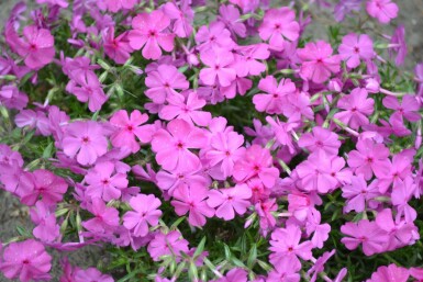 Phlox subulata 'Mac Daniel's Cushion' Mossflox 5-10 i kruka P9