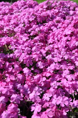 Phlox subulata 'Mac Daniel's Cushion' Mossflox 5-10 i kruka P9