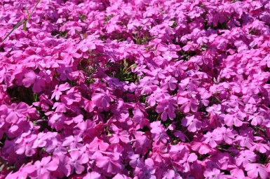 Phlox subulata 'Mac Daniel's Cushion' Mossflox 5-10 i kruka P9