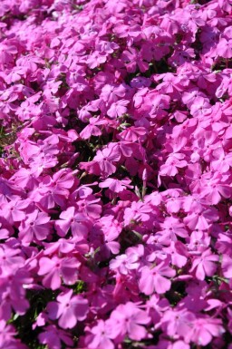 Phlox subulata 'Mac Daniel's Cushion' Mossflox 5-10 i kruka P9