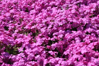 Phlox subulata 'Mac Daniel's Cushion' Mossflox 5-10 i kruka P9