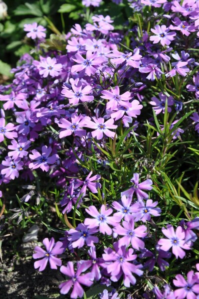 Phlox subulata 'Purple Beauty'