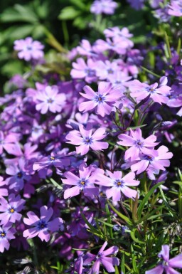 Phlox subulata 'Purple Beauty'