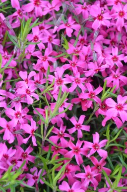 Phlox subulata 'Scarlet Flame' Mossflox 5-10 i kruka P9