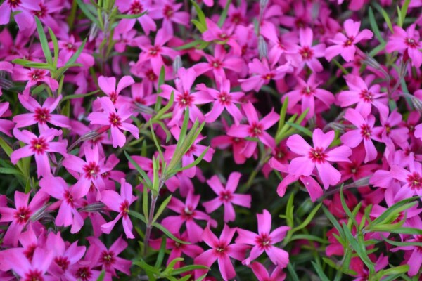 Phlox subulata 'Scarlet Flame'