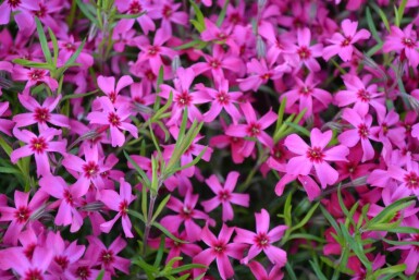 Phlox subulata 'Scarlet Flame' Mossflox 5-10 i kruka P9