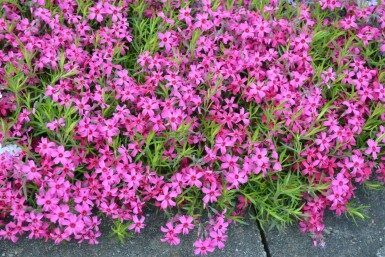 Phlox subulata 'Scarlet Flame' Mossflox 5-10 i kruka P9