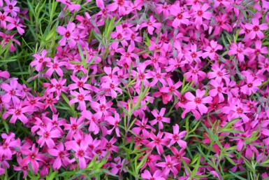 Phlox subulata 'Scarlet Flame' Mossflox 5-10 i kruka P9