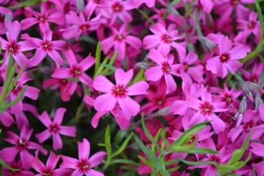 Phlox subulata 'Scarlet Flame' Mossflox 5-10 i kruka P9