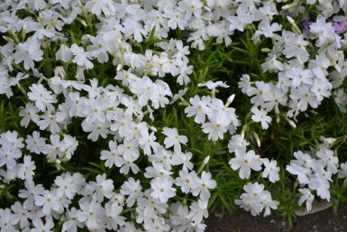 Phlox subulata 'White Delight'