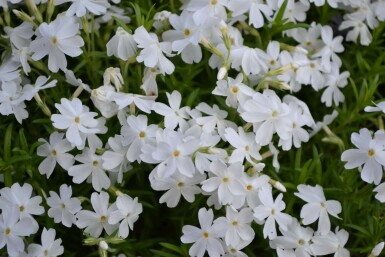 Phlox subulata 'White Delight'