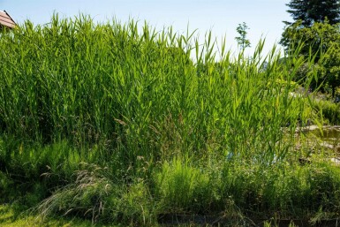 Phragmites australis