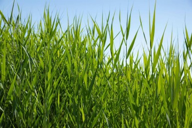 Phragmites australis