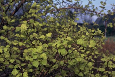 Physocarpus opulifolius 'Dart's Gold' Smällspirea buske 30-40 i kruka C2,5