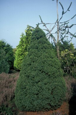 Picea glauca 'Conica Perfecta'