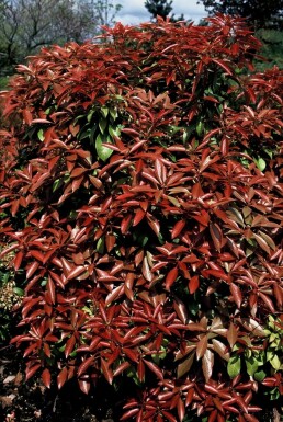 Pieris japonica 'Mountain Fire' Japansk buskrosling buske 15-20 i kruka C2