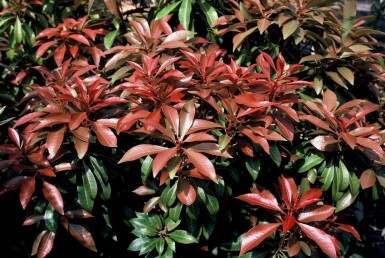 Pieris japonica 'Mountain Fire' Japansk buskrosling buske 15-20 i kruka C2