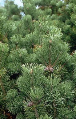 Pinus mugo