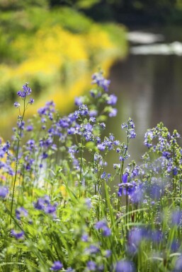 Polemonium caeruleum