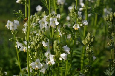 Polemonium caeruleum 'Album'