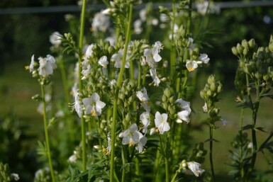 Polemonium caeruleum 'Album'