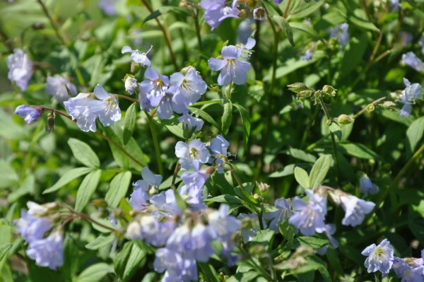 Polemonium reptans 'Blue Pearl'