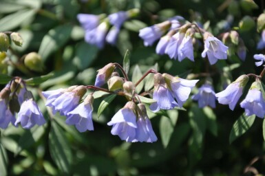 Polemonium reptans 'Blue Pearl'