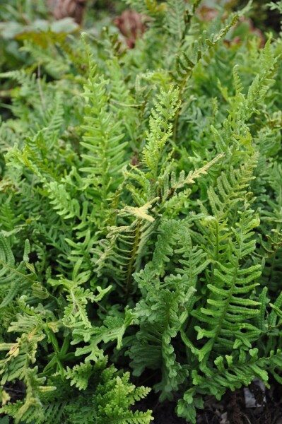 Polypodium vulgare