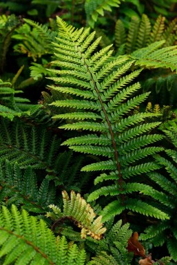 Polystichum polyblepharum Sköldbräken 5-10 i kruka P9