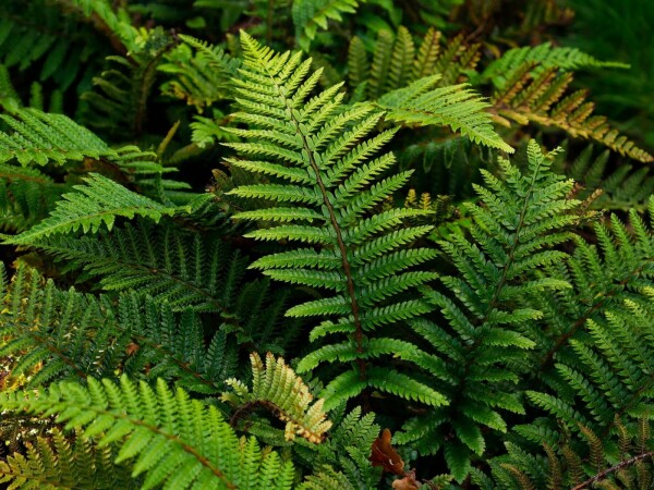 Polystichum polyblepharum