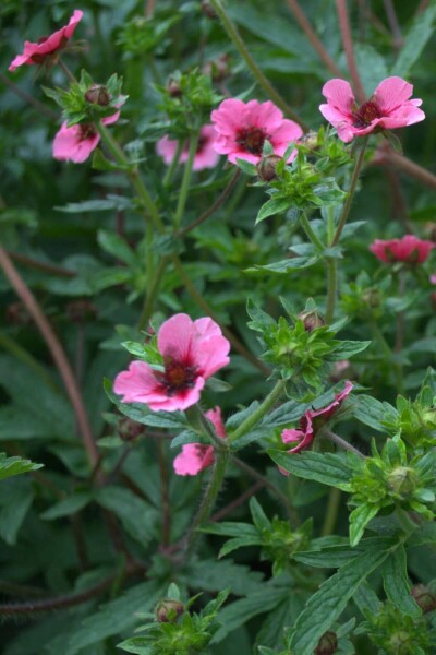 Potentilla nepalensis 'Miss Willmott'