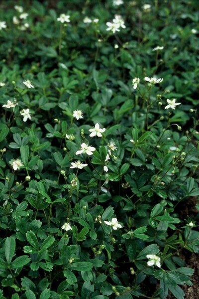 Potentilla tridentata 'Nuuk'