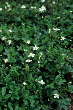 Potentilla tridentata 'Nuuk' Tretandsfingerört 5-10 i kruka P9