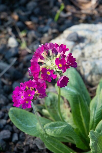 Primula denticulata 'Rubin'