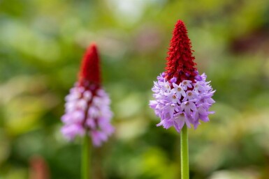 Primula vialii