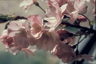 Prunus 'Accolade'