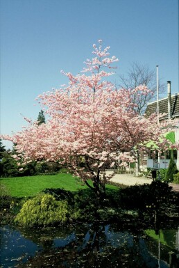 Prunus 'Accolade'