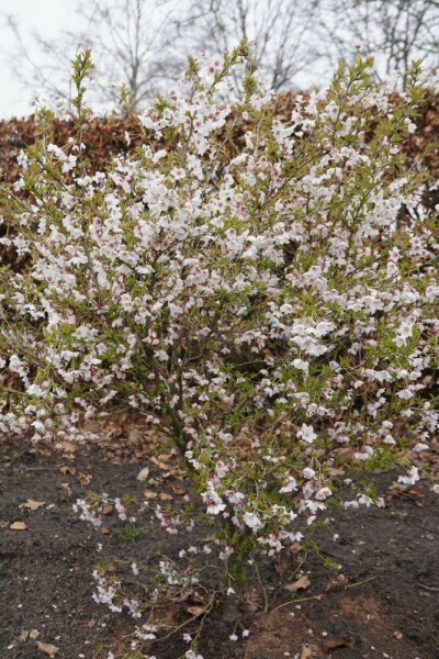 Prunus incisa 'Kojou No Mai'