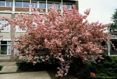 Prunus serrulata 'Kanzan'