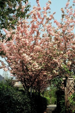 Prunus serrulata 'Kanzan'