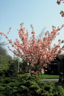 Prunus serrulata 'Kanzan'