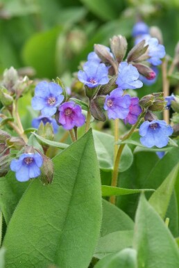 Pulmonaria angustifolia 'Blue Ensign'