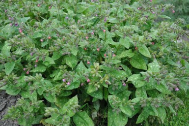 Pulmonaria saccharata 'Mrs. Moon'