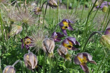 Pulsatilla vulgaris