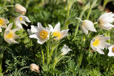 Pulsatilla vulgaris 'Alba'