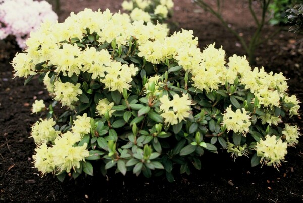 Rhododendron 'Princess Anne'