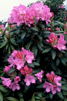 Rhododendron 'Roseum Elegans'