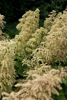 Rodgersia aesculifolia