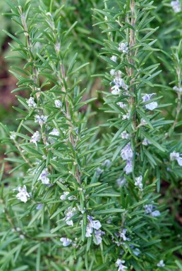 Rosmarinus officinalis Vanlig rosmarin 5-10 i kruka P9